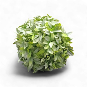 TOPIANG OLIVE LEAF