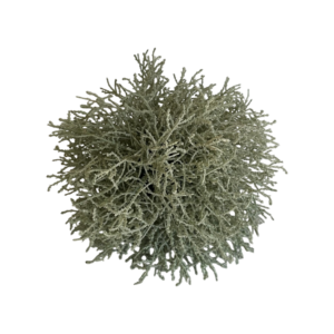 TOPIANG SEAWEED